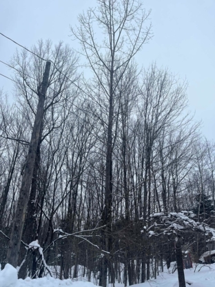 Élagage Unique - Cowansville - Service d'entretien d'arbres