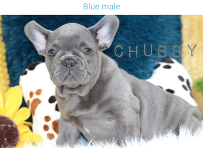 Vancouverite Bulldogs - Livestock Breeders