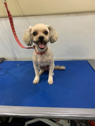 Raining Cats and Dogs Mobile Grooming - Pet Grooming, Clipping & Washing