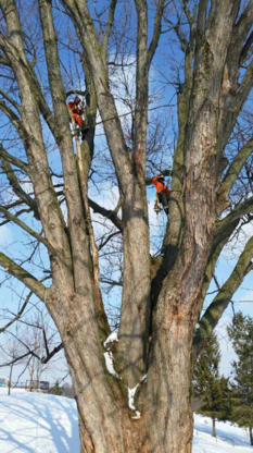 Maple Leaf Tree Service - Tree Service