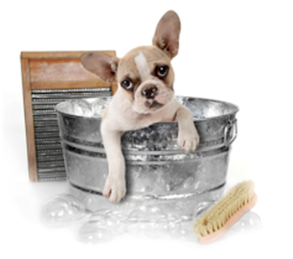 Bella's Dog Grooming & Care - Pet Grooming, Clipping & Washing