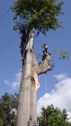 S. d'Éssouchement Rive-Nord - Service d'entretien d'arbres