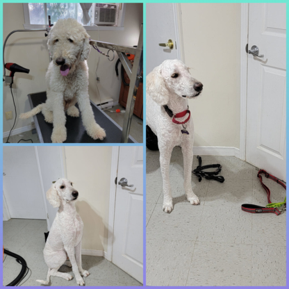 Passion Toilettage Natri - Pet Grooming, Clipping & Washing