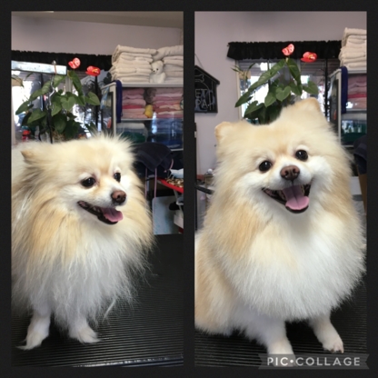 Wizard Of Paws Dog Grooming Salon - Pet Grooming, Clipping & Washing