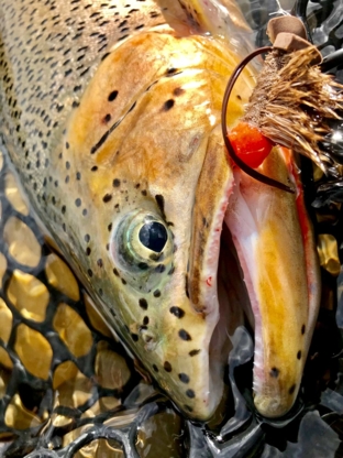 Andres Fly Fishing - Fishing & Hunting Outfitters