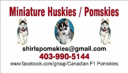 Canadian F1 Pomskies - Services pour animaux de compagnie