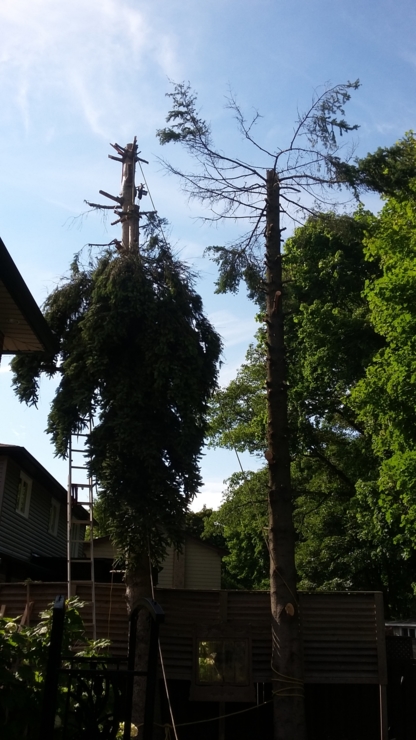 Two Guys Tree Services - Tree Service