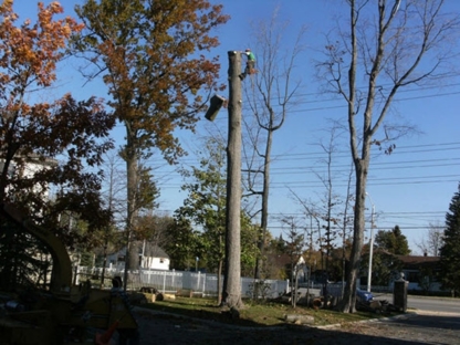 The Arbor Barber Tree Services - Service d'entretien d'arbres