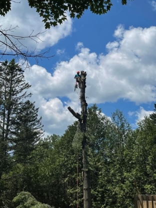 BEast Tree Service - Tree Service