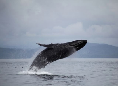 Seasmoke Whale Watching - Whale Watching