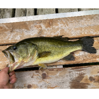 View On Point Bait and Tackle’s Beachburg profile