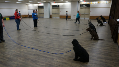 Valley Canine Training - Dressage et éducation d'animaux de compagnie