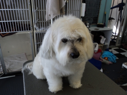 Soft Touch Dog Grooming - Pet Grooming, Clipping & Washing