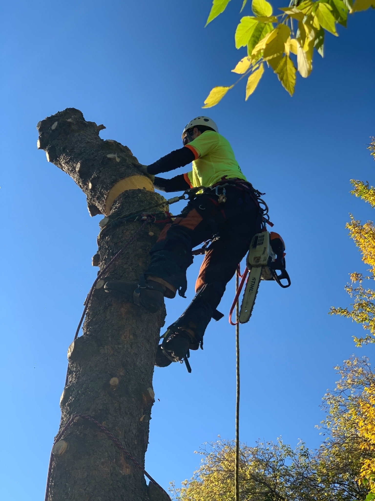 Sturgeon Valley Tree Service - Tree Service