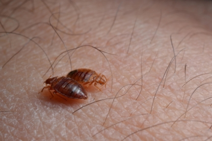Bug Managers Pest Control - Bird Repellents, Barriers & Controls