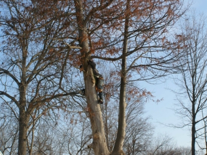 Robert Sauvé Tree Services/Emondage - Service d'entretien d'arbres