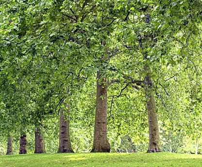 Alberta Tree Spraying - Service d'entretien d'arbres