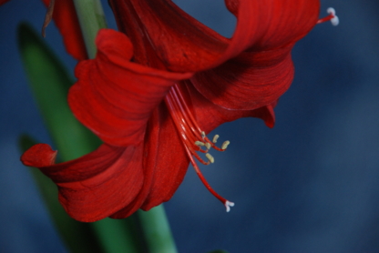 Amaryllis Mobile Massage Therapy - Massothérapeutes enregistrés
