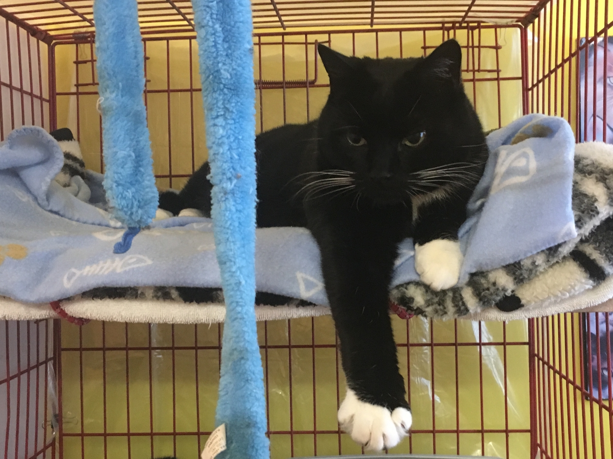 Kitty Quarters Cat Boarding & Colleen's Pet Sitting Opening Hours NL