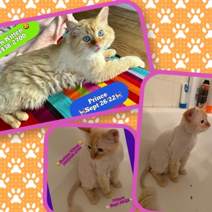 Smitten Kitten - Pet Grooming, Clipping & Washing