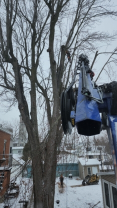 Élagueurs Arbor Inc - Tree Service
