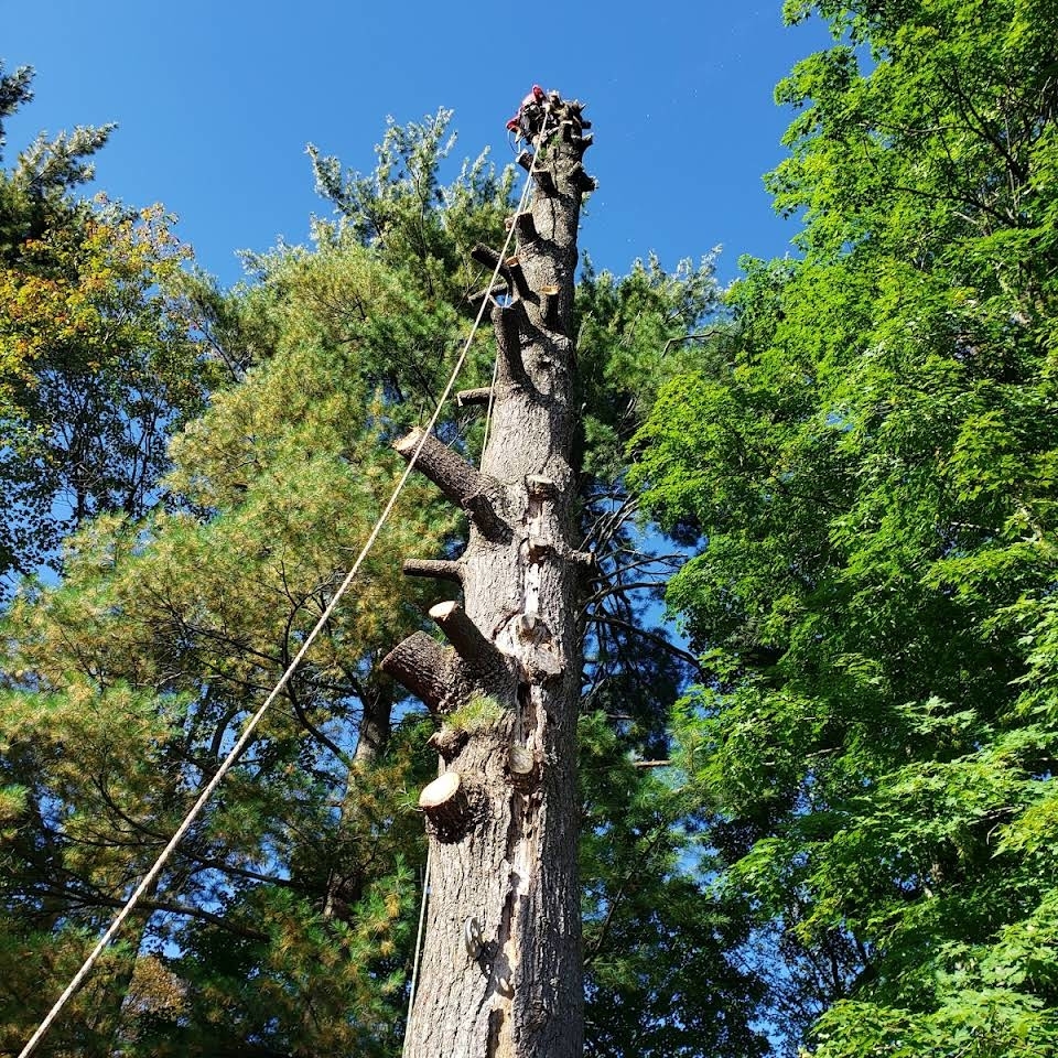 Élagage Unique - abattage et emondage cowansville - Tree Service