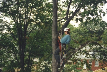 Tim's Tree Care - Tree Service