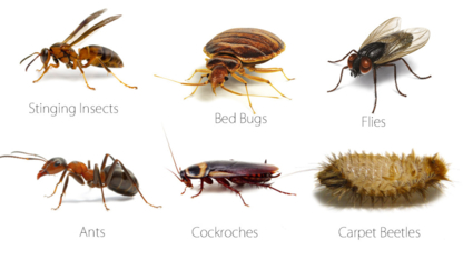 Rupan Pest Control - Pest Control Services