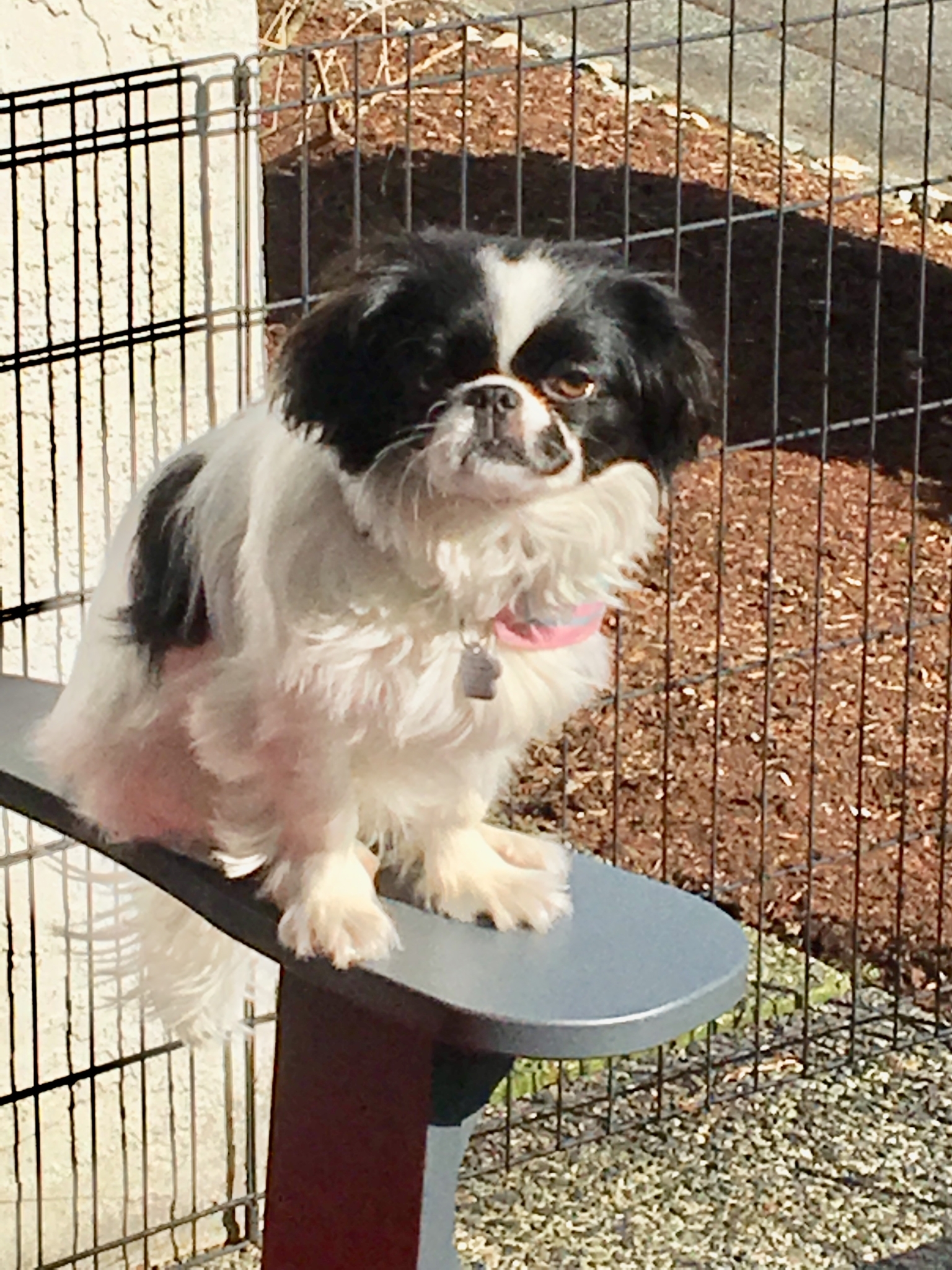 Happy Hound Dog Care Co Opening Hours 4408 Boban Dr, Nanaimo, BC