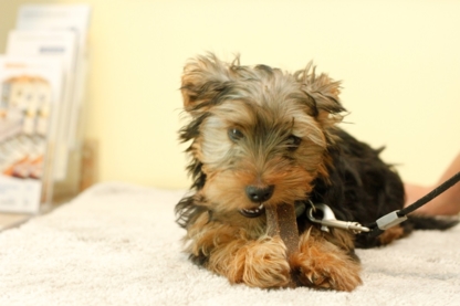 Vetcetera Animal Hospital Ltd - Veterinarians
