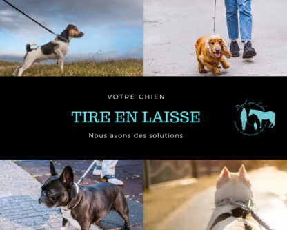 Voir le profil de Dog Equi-libre - L'Épiphanie