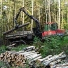 Goforest Inc - Logging Companies & Contractors