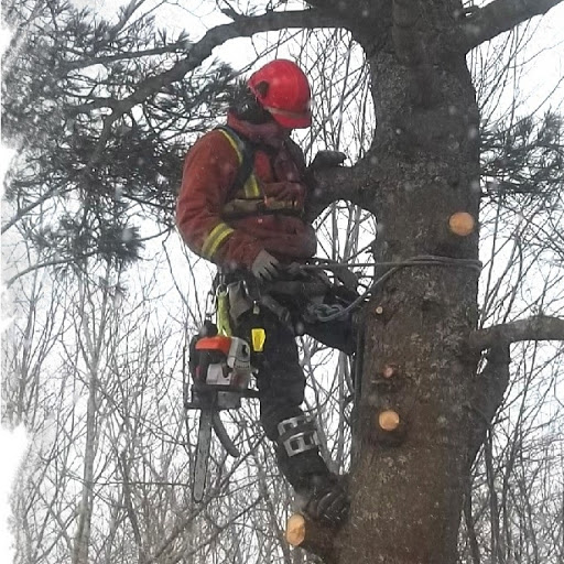View Solid Tree Care’s Waverley profile
