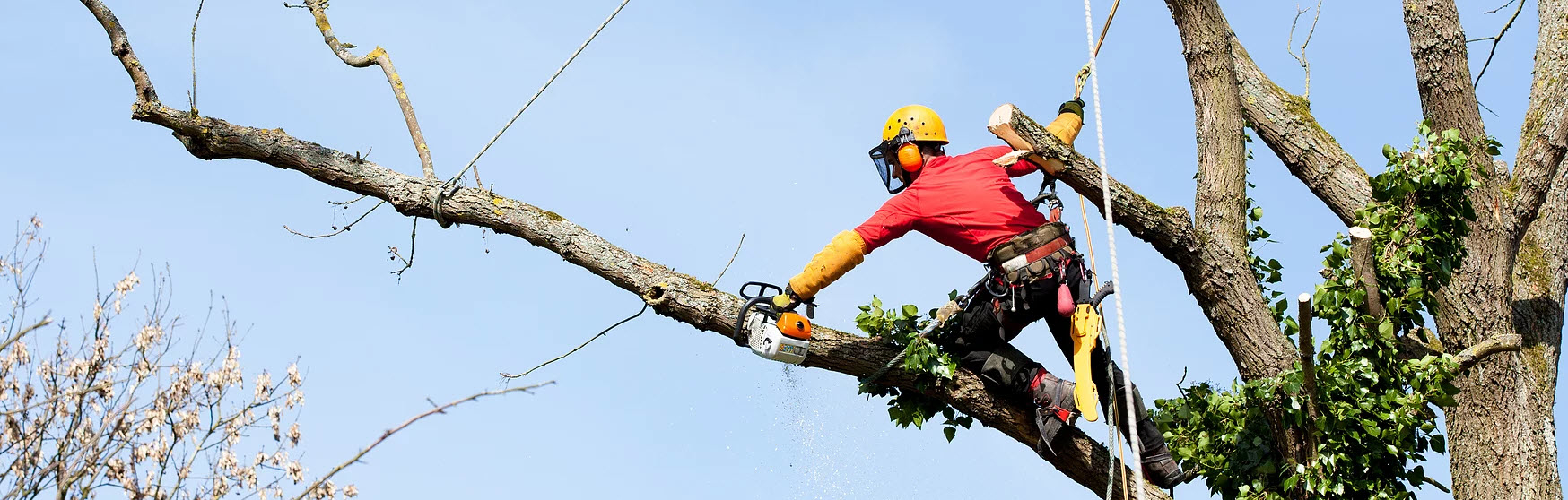 Abattage Brisebois Inc - Tree Service