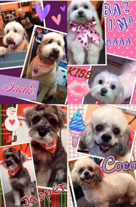 Country Paws Salon & Mobile Grooming - Pet Grooming, Clipping & Washing