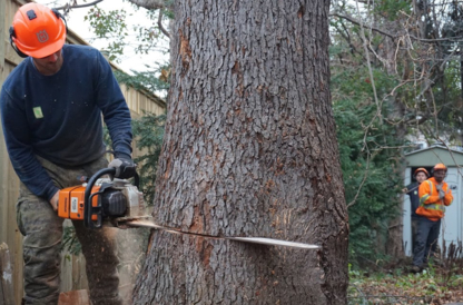Bowthorpe Tree Services - Service d'entretien d'arbres