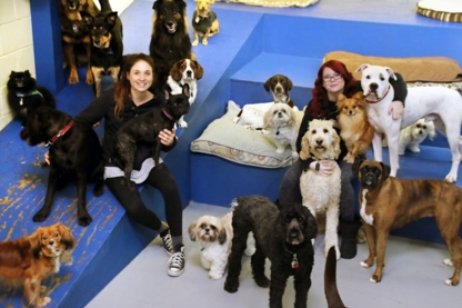 Metro Dogs Daycare & Grooming Salon - Pet Grooming, Clipping & Washing