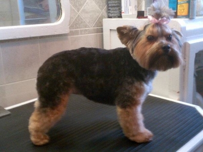 Grooming Gallery - Pet Grooming, Clipping & Washing
