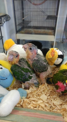 Oisellerie Oiseaux wow - Pet Shops