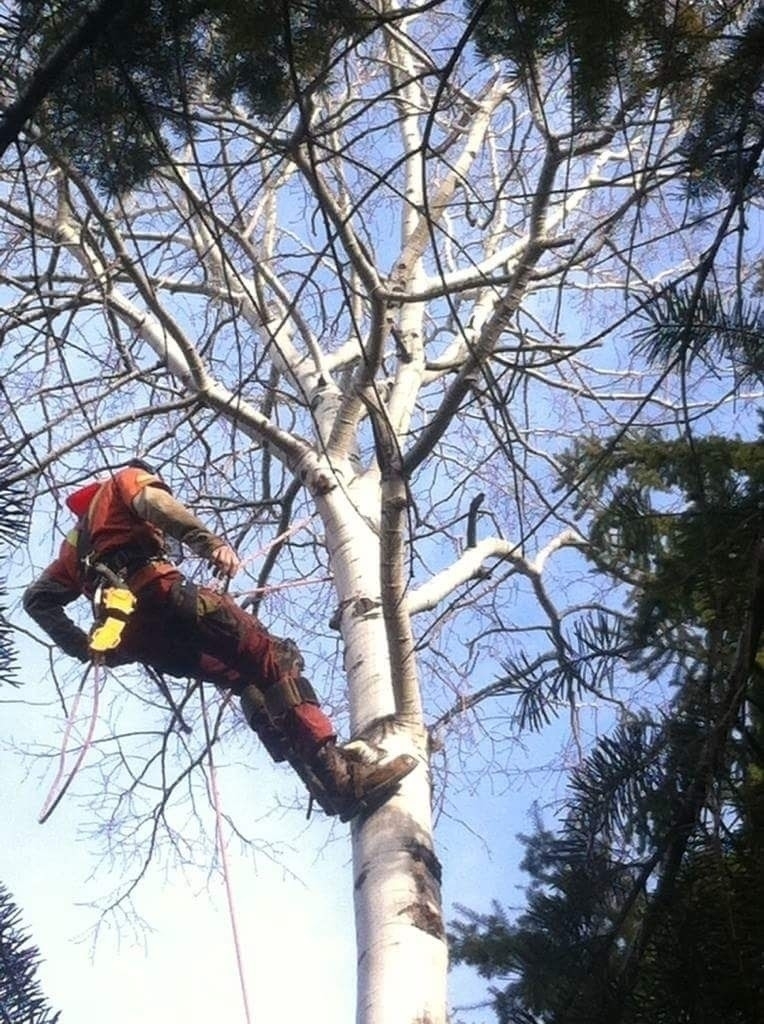Green Giant Tree Removal