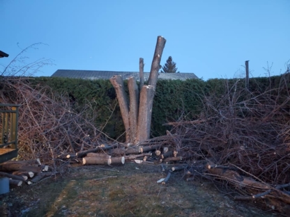 Abattage d'Arbres Carcajou - Service d'entretien d'arbres