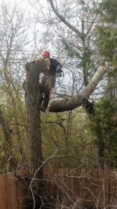 United Tree Service - Tree Service