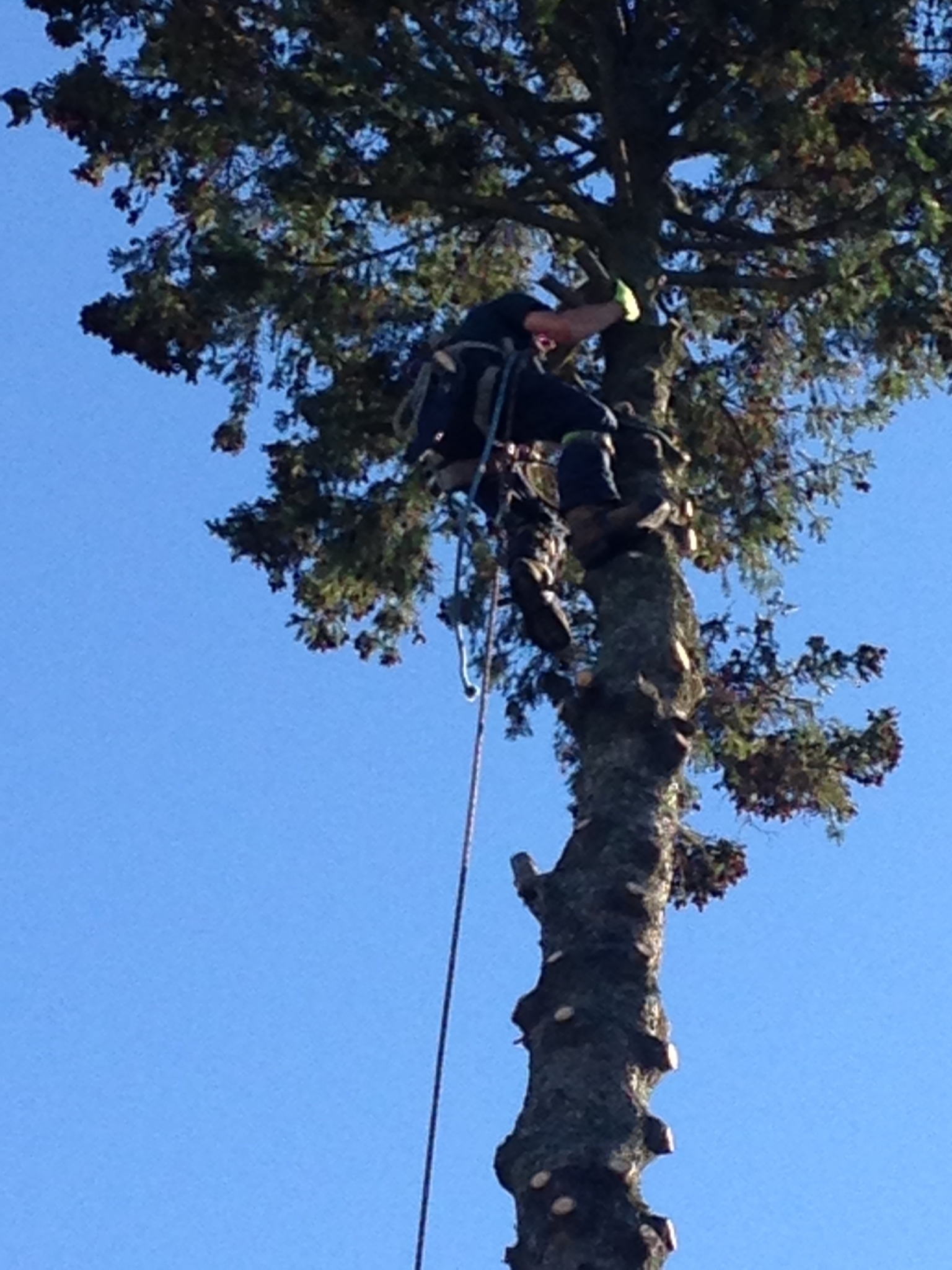 Limbwalker Tree Services Opening Hours 1188 Sorrel Rd, London, ON
