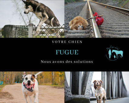 View Dog Equi-libre’s Vimont profile