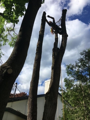 Lebel Arbre Arboriculteur - Service d'entretien d'arbres