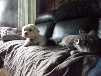 Garderie Aux P'tits Poils et Plumes - Pet Sitting Service