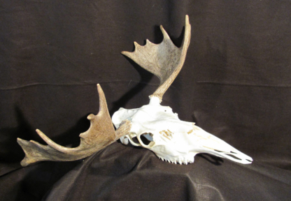 Whitetail Taxidermy Leduc County - Taxidermists