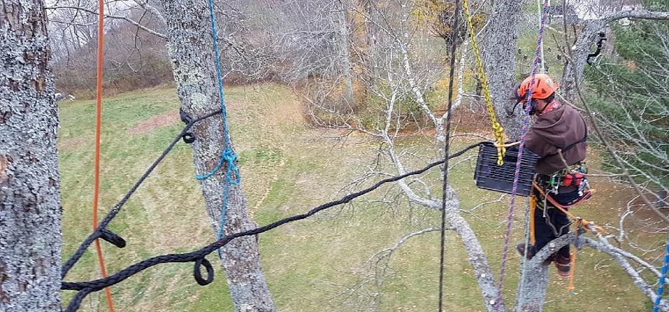 Advanced Arborist Tree Service Ltd - Service d'entretien d'arbres