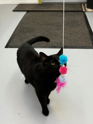 Pension pour Chat Lucky - Garderie d'animaux de compagnie