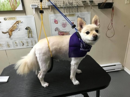 Little Wiggles Dog Grooming - Pet Care Services